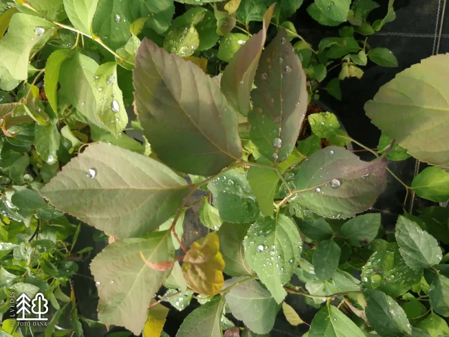 Spiraea media   DOUBLE PLAY BLUE KAZOO = 'Smsmbk'